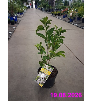 Magnolia soulangeana C 2,5 L